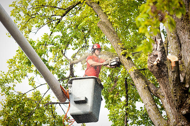 The Steps Involved in Our Tree Care Process in Randolph, WI